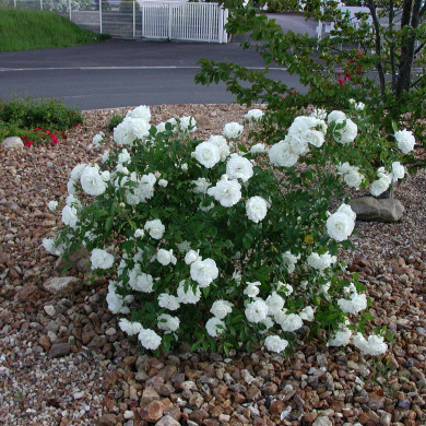 Rosier grimpant Iceberg® Korbin