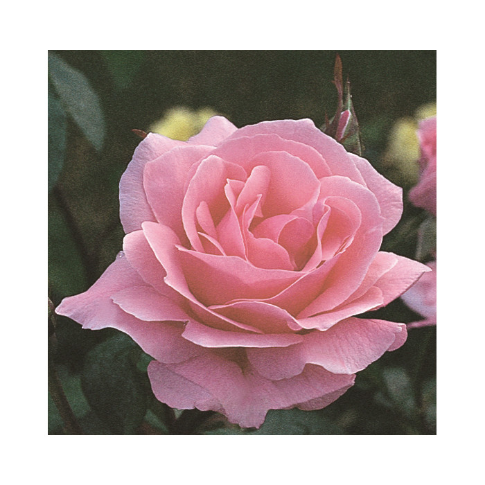 Rosier grimpant Queen Elizabeth