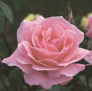 Rosier grimpant Queen Elizabeth