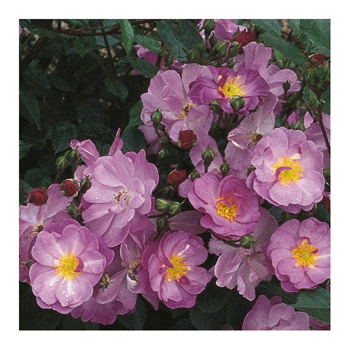 Rosier paysager Lavender Dream® Interlav