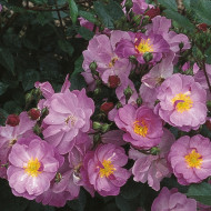 Rosier paysager Lavender Dream® Interlav