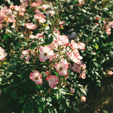 Rosier paysager Rush®'Lenmobri'