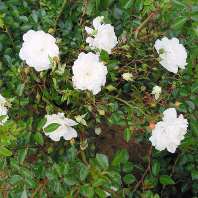 Rosier paysager Snow Ballet® Claysnow