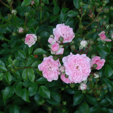 Rosier paysager The Fairy