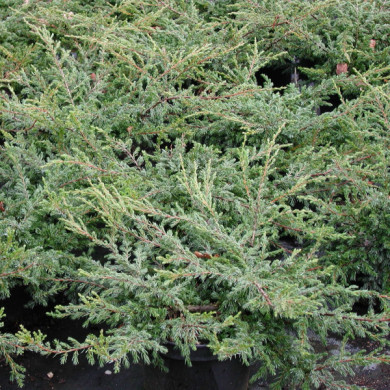 Juniperus communis 'Repanda'