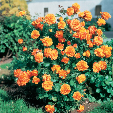 Rosier paysager Sahara® Tanarasah