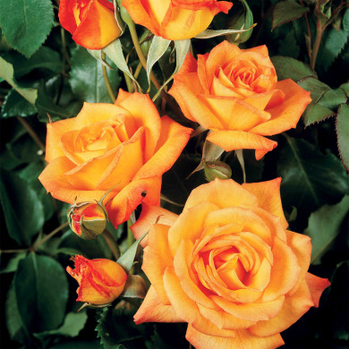 Rosier paysager Sahara® Tanarasah