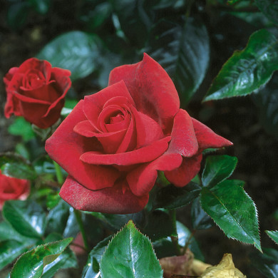 Rosier tige Le Grand Huit®