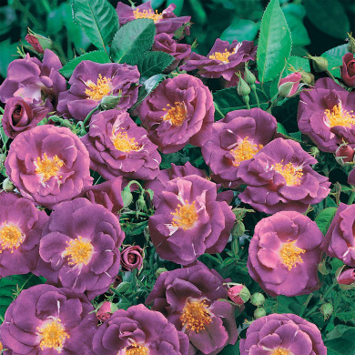 Rosier paysager Rhapsody in Blue® Frantasia