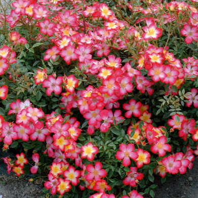 Rosier paysager Star Profusion® Horcoexist