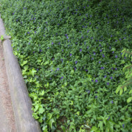 Vinca major 'Oxyloba'