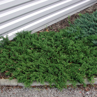 Juniperus communis 'Repanda'