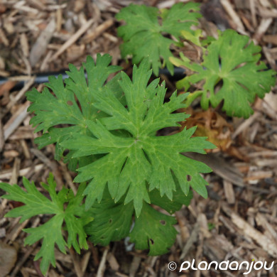 Aconitum carmichaelii 'Arendsii'