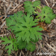 Aconitum carmichaelii 'Arendsii'