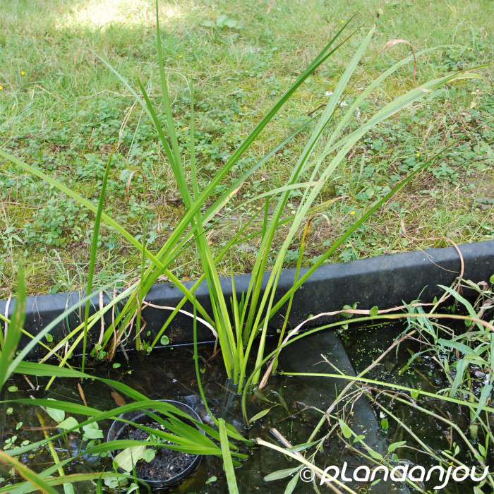 Acorus calamus