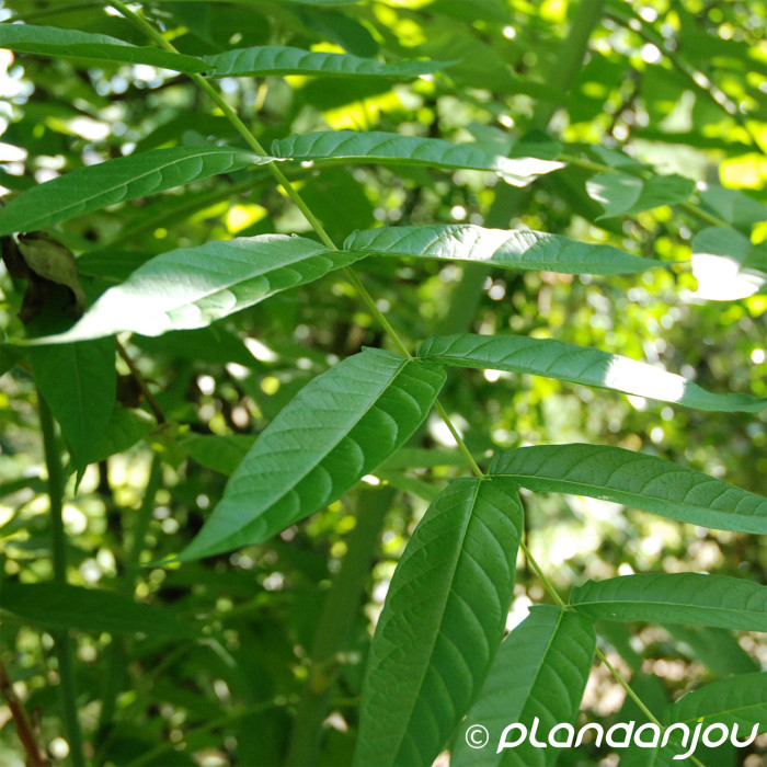 Ailanthus altissima