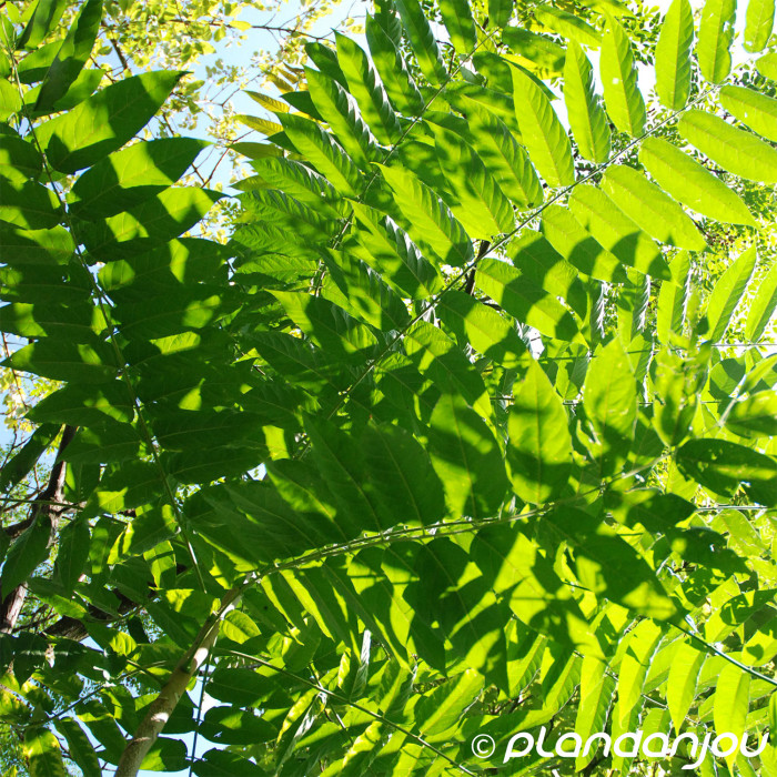 Ailanthus altissima
