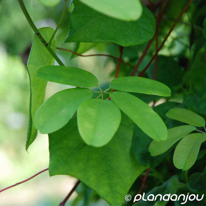 Akebia quinata