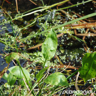 Alisma plantago-aquatica