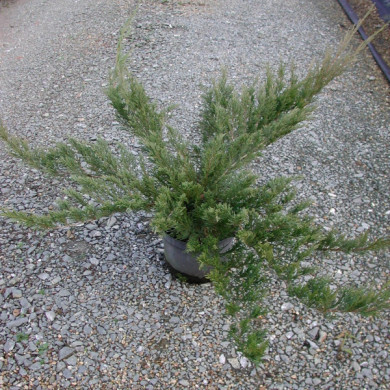 Juniperus sabina 'Tamariscifolia'