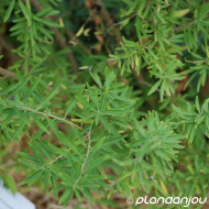Aloysia polystachya