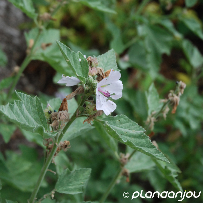 Althaea officinalis