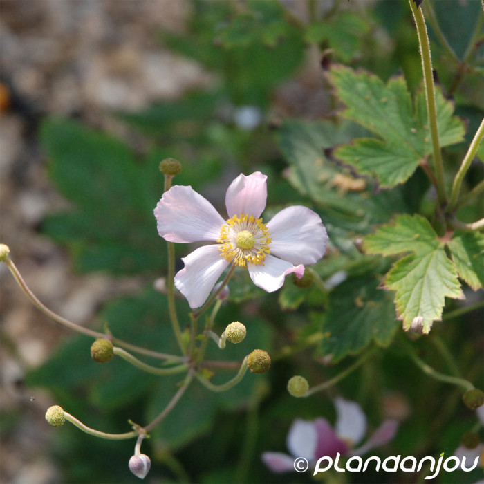 Anemone hupehensis