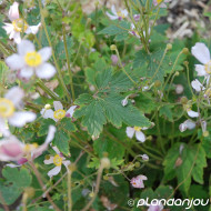 Anemone hupehensis