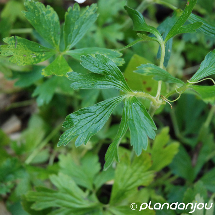 Anemone sylvestris