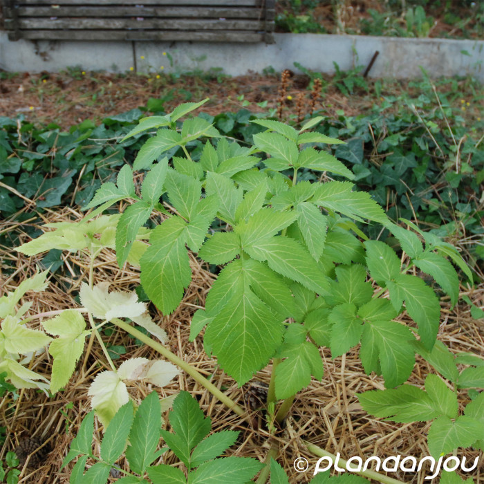 Angelica archangelica