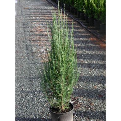 Juniperus scopulorum 'Skyrocket'