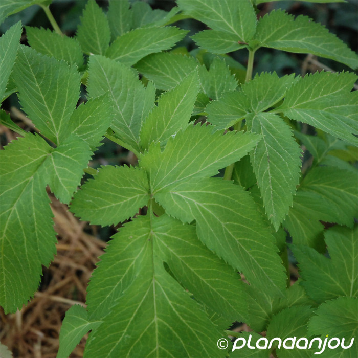 Angelica archangelica