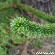 Araucaria araucana