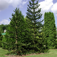 Araucaria araucana