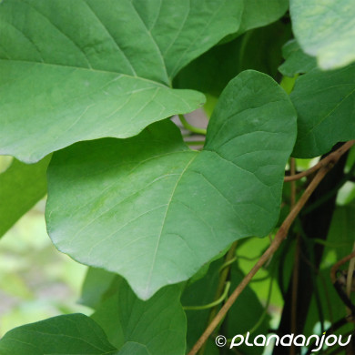 Aristolochia macrophylla