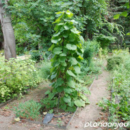 Aristolochia macrophylla