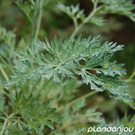 Artemisia absinthum