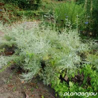 Artemisia maritima 'Coca-cola'