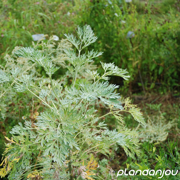 Artemisia absinthum