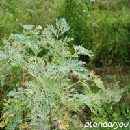 Artemisia absinthum