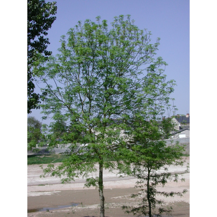 Fraxinus excelsior 'Altena'