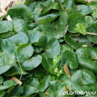 Asarum europaeum