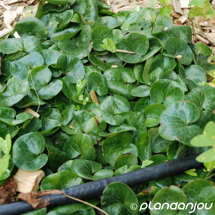 Asarum europaeum