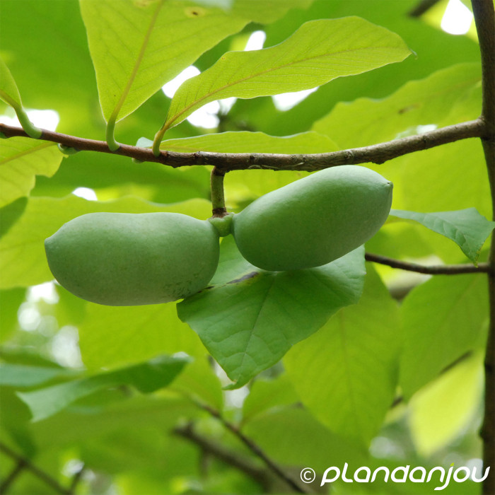 Asimina triloba