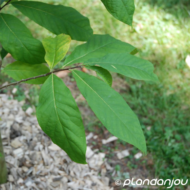 Asimina triloba