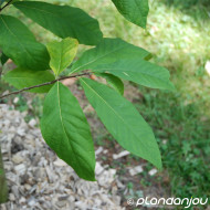 Asimina triloba