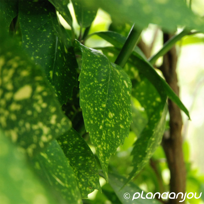 Aucuba japonica