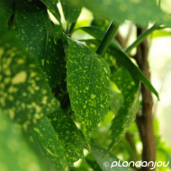 Aucuba japonica