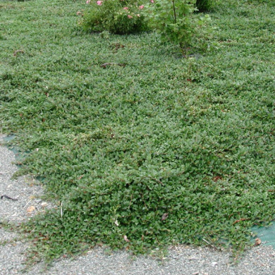 Cotoneaster radicans