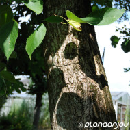 Broussonetia papyrifera